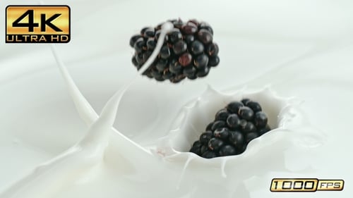 Blackberries Dropping into Cream, Creating Splashes