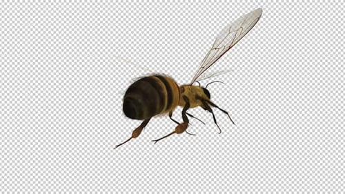 Common Bee - Flying Loop - Back Side Low Angle Close Up View - Alpha Channel