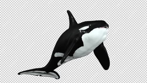 Orca Swim Right View Loop