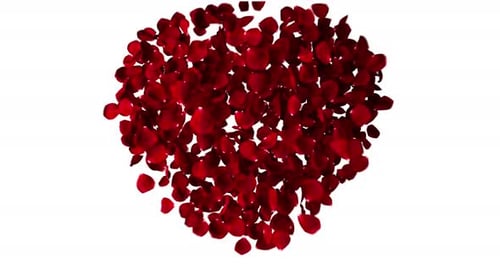 Red heart of rose petals flying with vortex on white background, love and valentine day concept, zoo