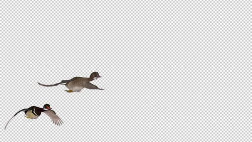 Couple of American Wood Ducks - Wild Colorful Water Birds - Flying Transition V - Alpha Channel 4K