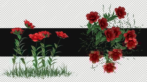 Pack Of 2 Rose Flowers Moving In The Wind On Alpha Loop