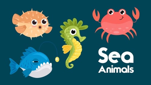 Sea Animals