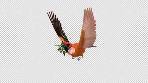 Orange Oriole with White Flower - Tropical Bird - Flying Loop - Side Angle View CU
