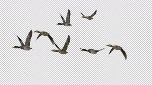 Wild Game Birds - Wedge Flock of 7 Mallard Ducks - Flying Over Screen - Front Angle MS to CU - 4K