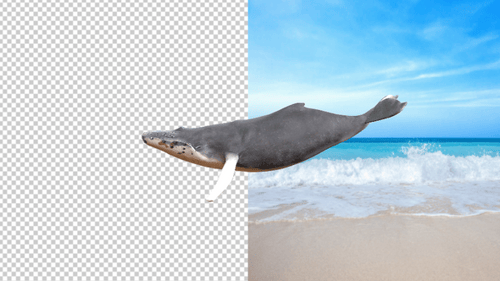 Sea Whale Swimming Transparent Background