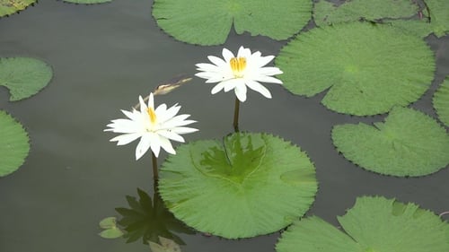 Lily flower in the pond. Natural white lotus flower blooming in pond, lake, river.