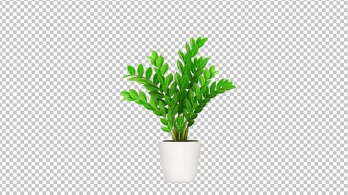 Pot Plant Animation Alpha Channel 1080p