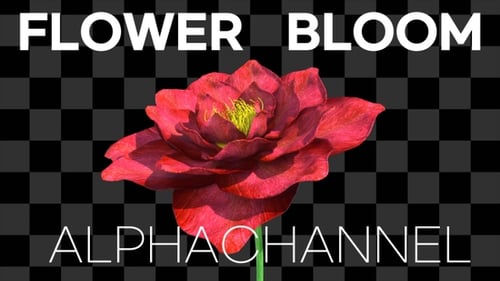 Flower Bloom Alpha Channel