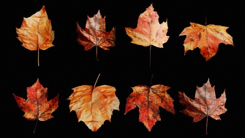 8 clips de rotation automnale en boucle de feuilles d'érable