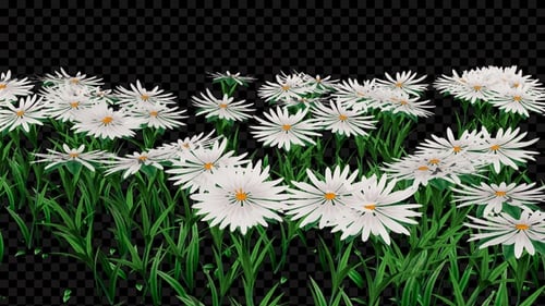 White Aster Flower Plants Field