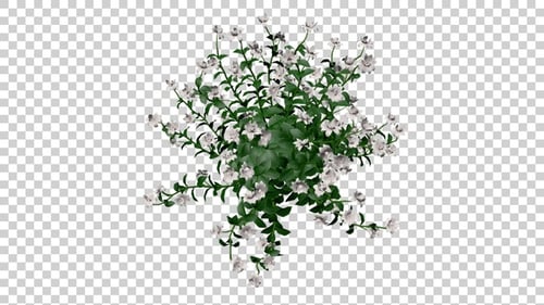 Swaying Bush with White Flowers Loop Animation
