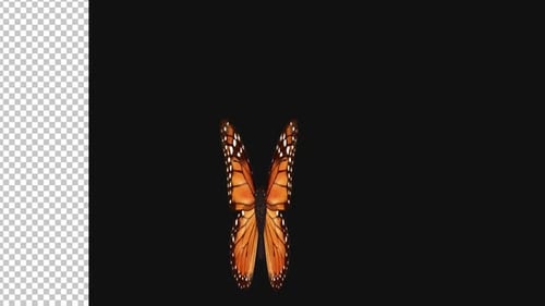 Butterfly Animation Looped Alpha Video 1080p