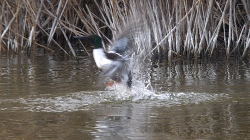 Nördlicher Schaufel und Pochard