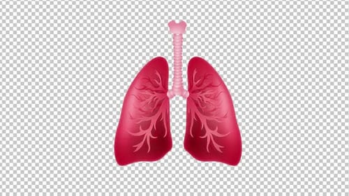 Animated Human Lungs Breathing Cycle Illustration