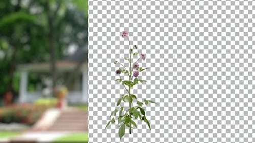 Rotating Realistic Dahlia Plant with Alpha Channel