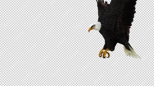 Eagle Grab Left View