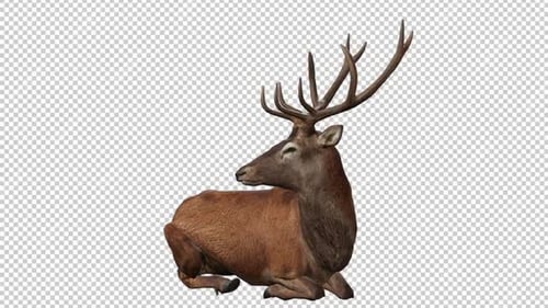 Deer Sit Right View Loop