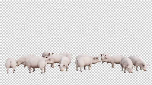 Animated White Pigs Walking on Transparent Background