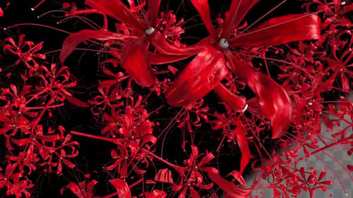 Animated Fluid Red Flowers Abstract Motion Background