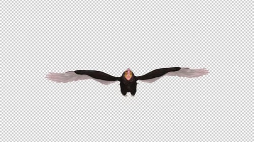 South American Yellow Headed Vulture - Raptor Bird - Flying Loop - Front View CU
