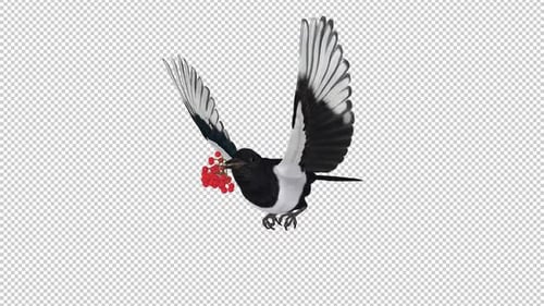 Pie Bird aux baies de sorbier rouges - Boucle volante - Vue latérale avant CU