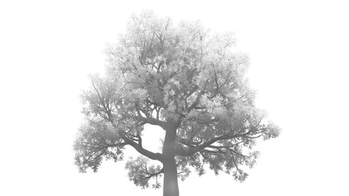 White Tree with Moving Leaves Alpha Channel