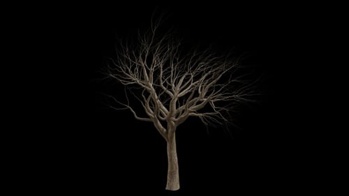 Realistic Bare Tree Swaying with Transparent Background