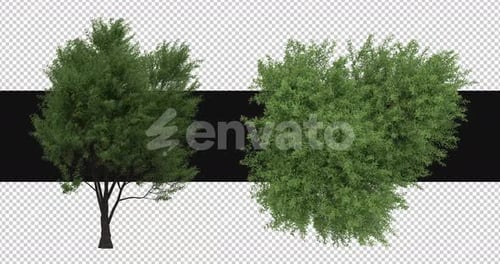 Two 3D Rendered Green Trees with Transparent Background
