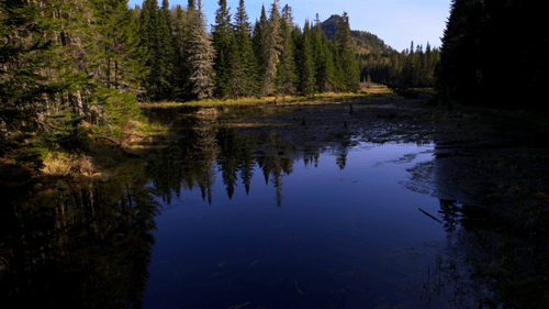 Reflection Forest On The Water