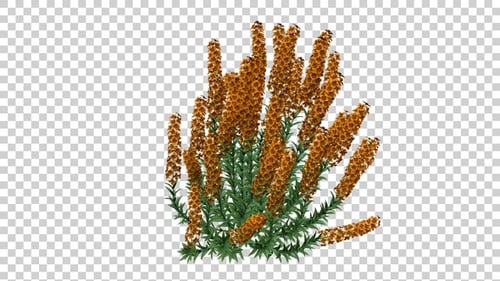Swaying Animated Plant with Orange Spiky Flowers Element