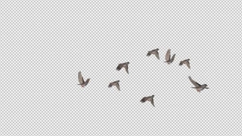 Zebra Finch Flock of 8 Birds - Flying Transition - Side Angle View