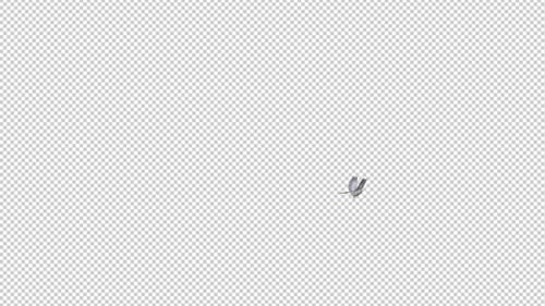 Common Cuckoo Bird - Flying Around Screen Loop - Alpha Channel