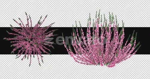 Pack Of 2 Calluna Flowers Moving In The Wind On Alpha Loop