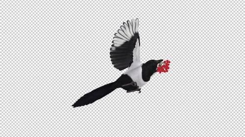 Magpie Bird With Red Rowan Berries - Flying Loop - Low Angle Side View CU