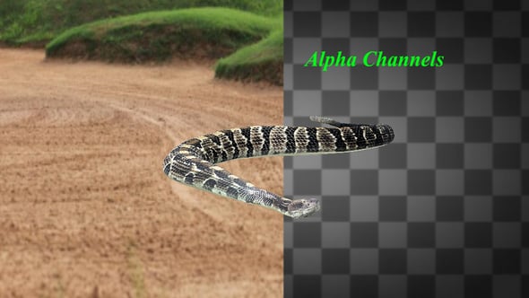 Realistic Rattlesnake Slithering Animation, Backgrounds Motion Graphics ...