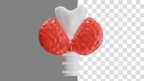 3D Animation of Thyroid