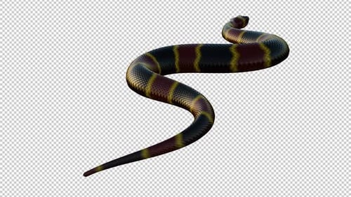 Coral Snake - Colorful Striped Serpent - Ground Slithering Loop - Back Angle CU - Alpha Channel - 4K