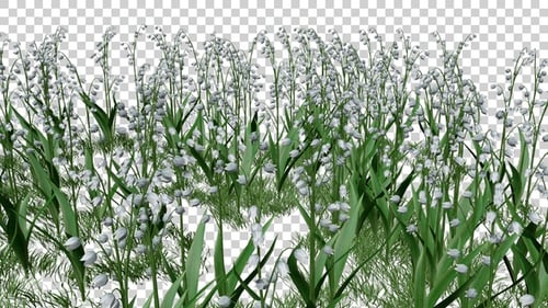 Bellflower Field