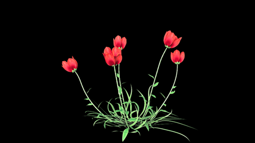 Planta de flor de coquelicot que crece y es ventosa
