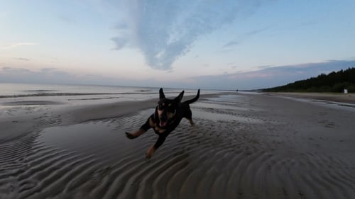 Small black dog runs along the sea sandy shore at sunset. Slow motion.
