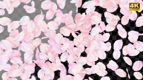 Falling Pink Petals Fluid Transition
