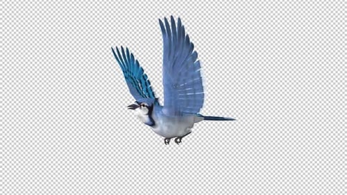 Blue Jay Bird - Boucle volante - Vue angulaire latérale - Canal Alpha