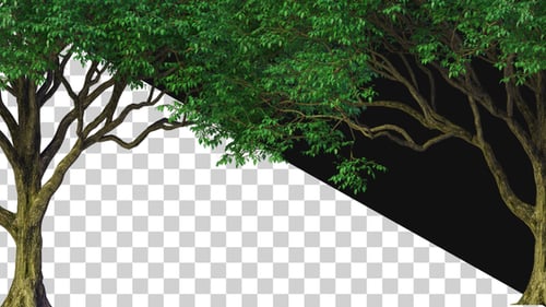 Tree Motion Background Alpha