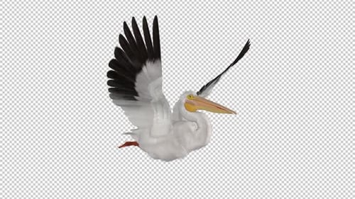 North American White Pelican Bird - Flying Loop - Side Angle View Closeup - Alpha Channel