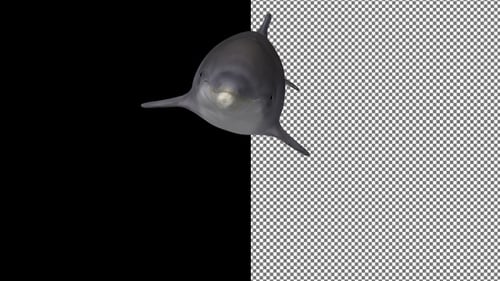 Dolphin schwimmt von rechts über der Kamera auf, Alpha-Kanal