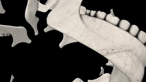 Human Jaw Bones 3D Medical Anatomy Animation