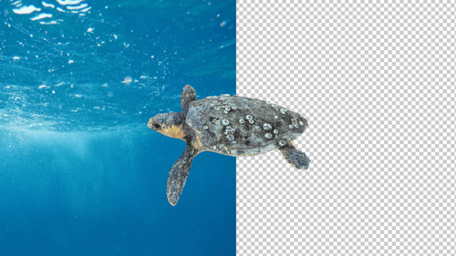 Turtle Idle