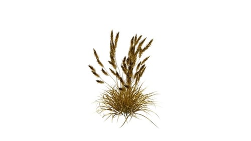Golden Imperata Grass Alpha Loop