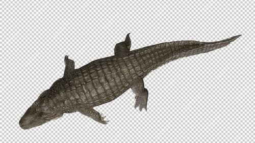 Alligator Idle Top View Loop